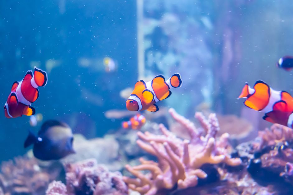 如何收集自己的热带水族鱼