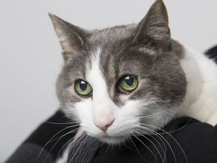 家养的短毛猫栖息在主人的肩膀上