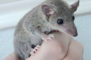把