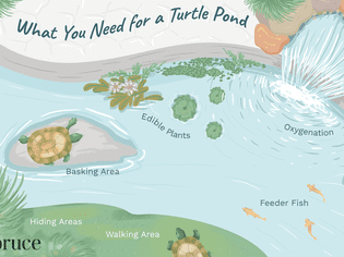 illustration of what you need for a turtle pond