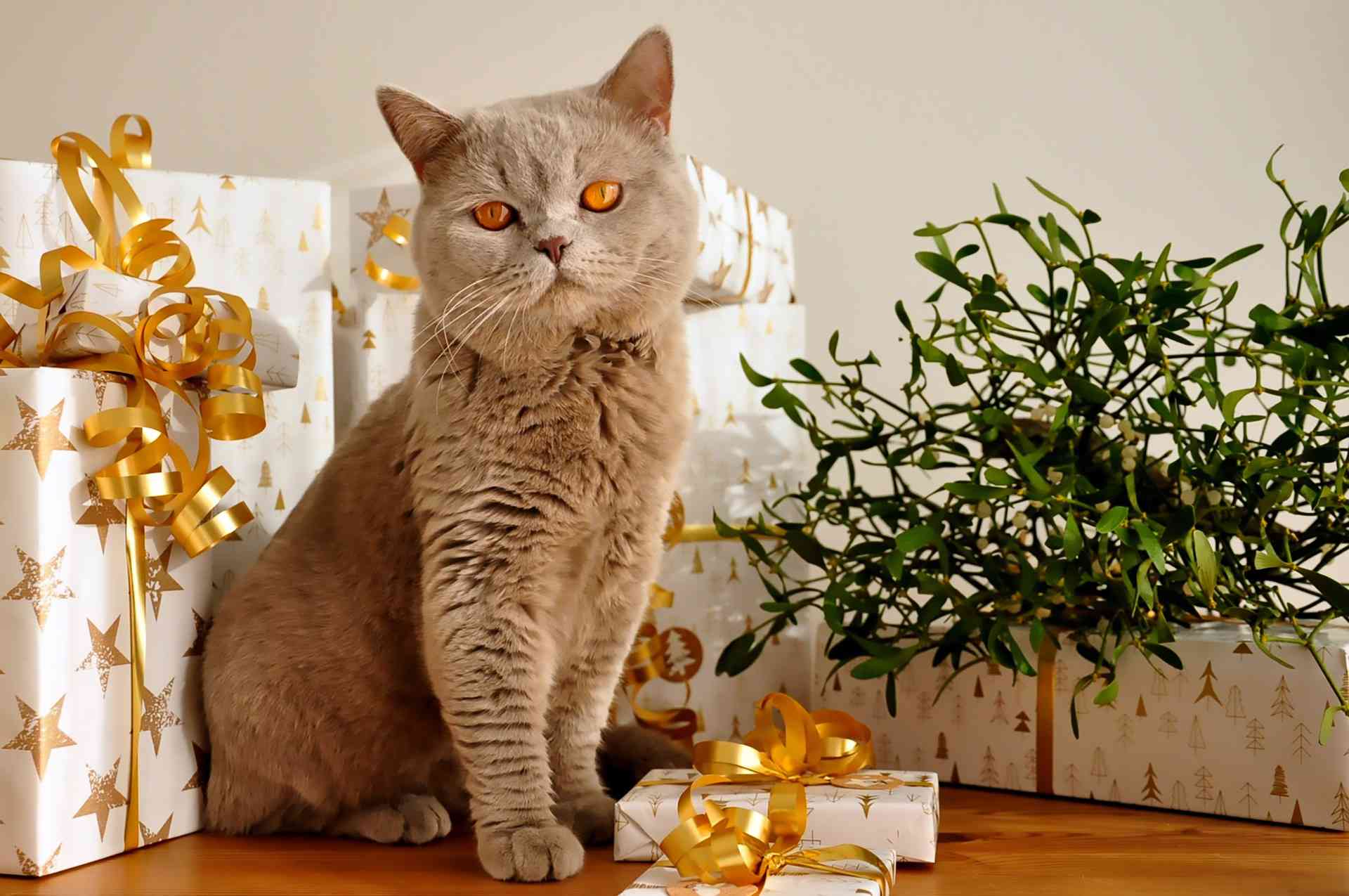 猫的圣诞礼物
