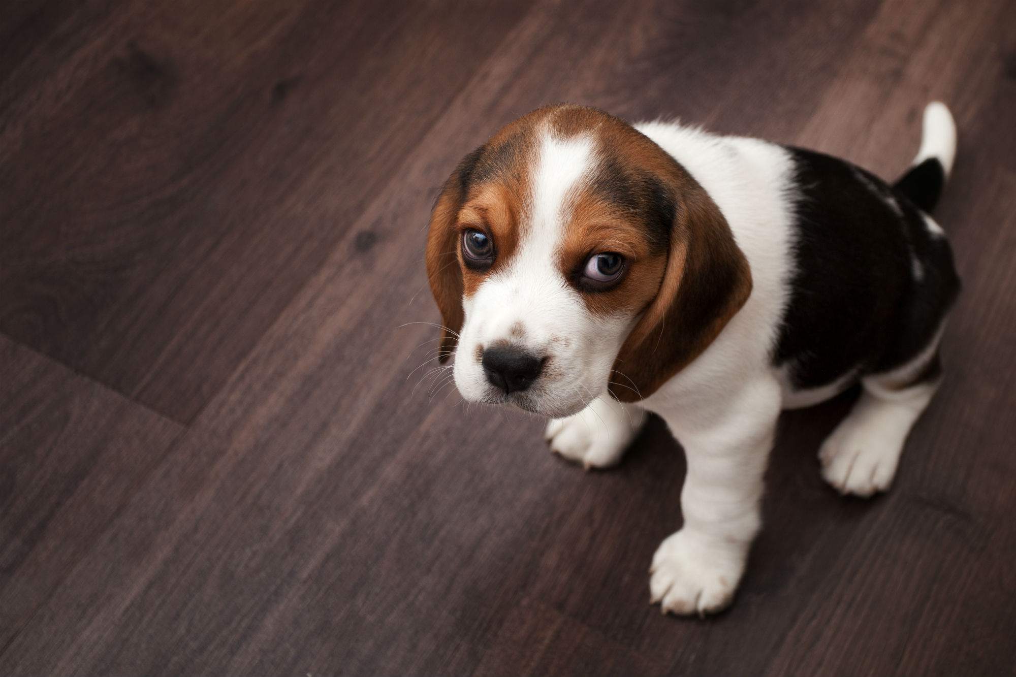 小猎犬小狗坐在黑暗的木地板上