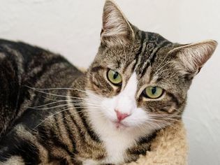 棕色和白色的猫，淡绿色的眼睛