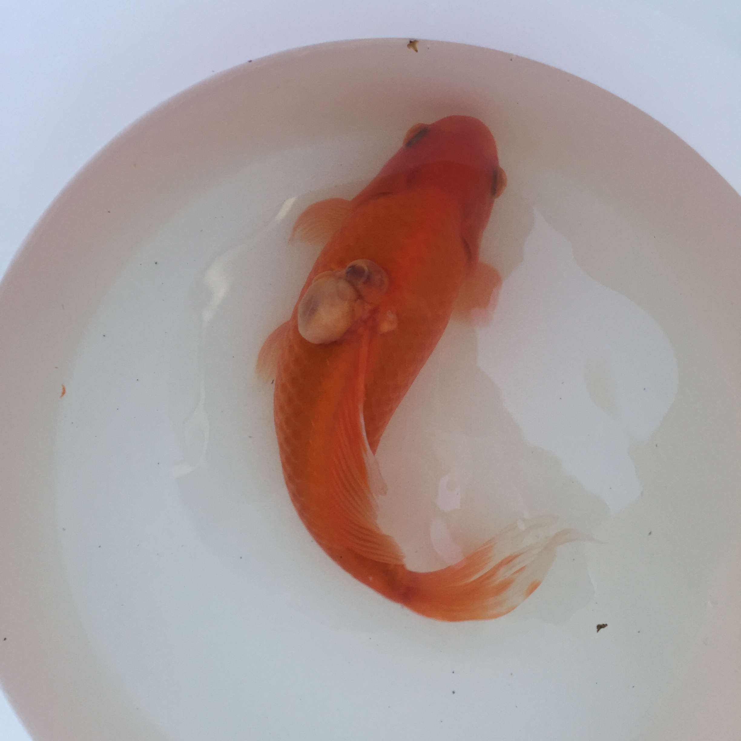 金鱼背脊神经纤维瘤