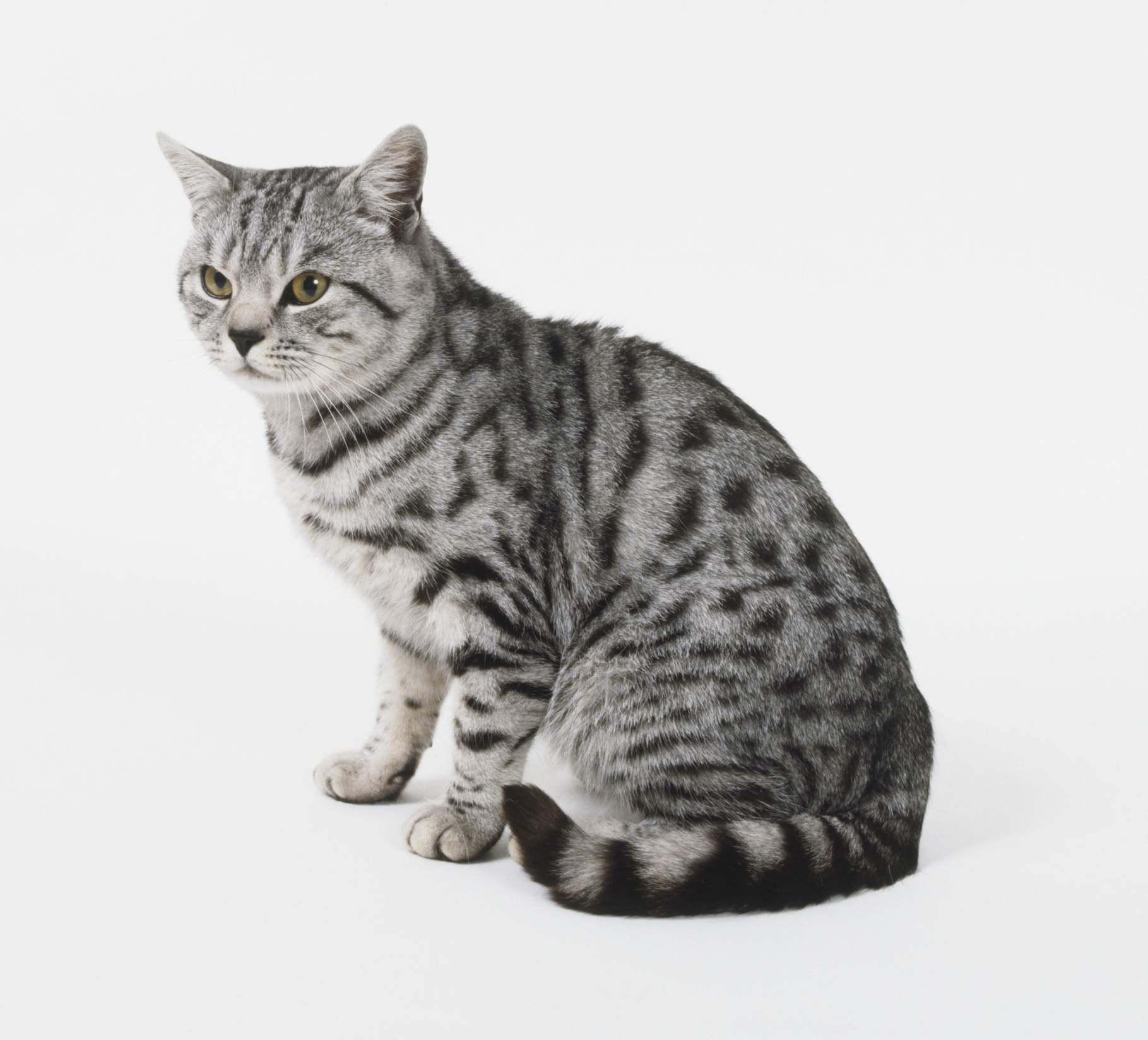 白底上的美国短毛猫