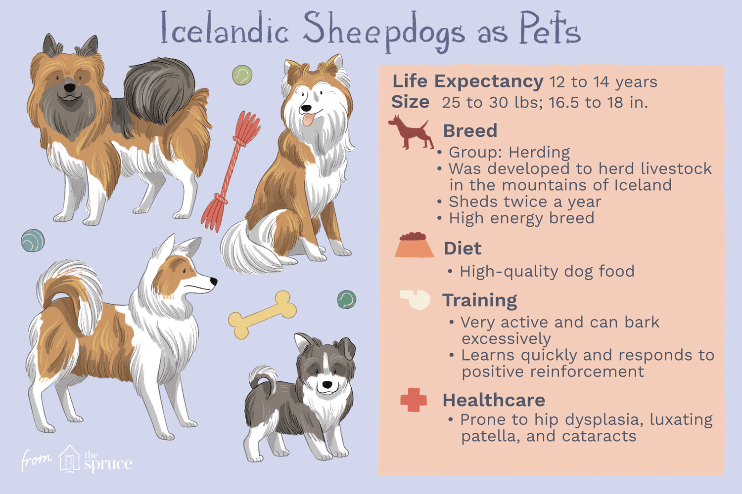 冰岛牧羊犬作为宠物插图