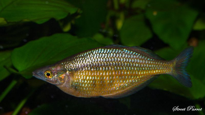 Chilatherina sentaniensis