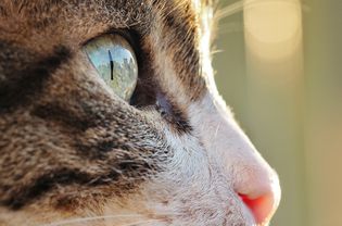 猫侧面特写。