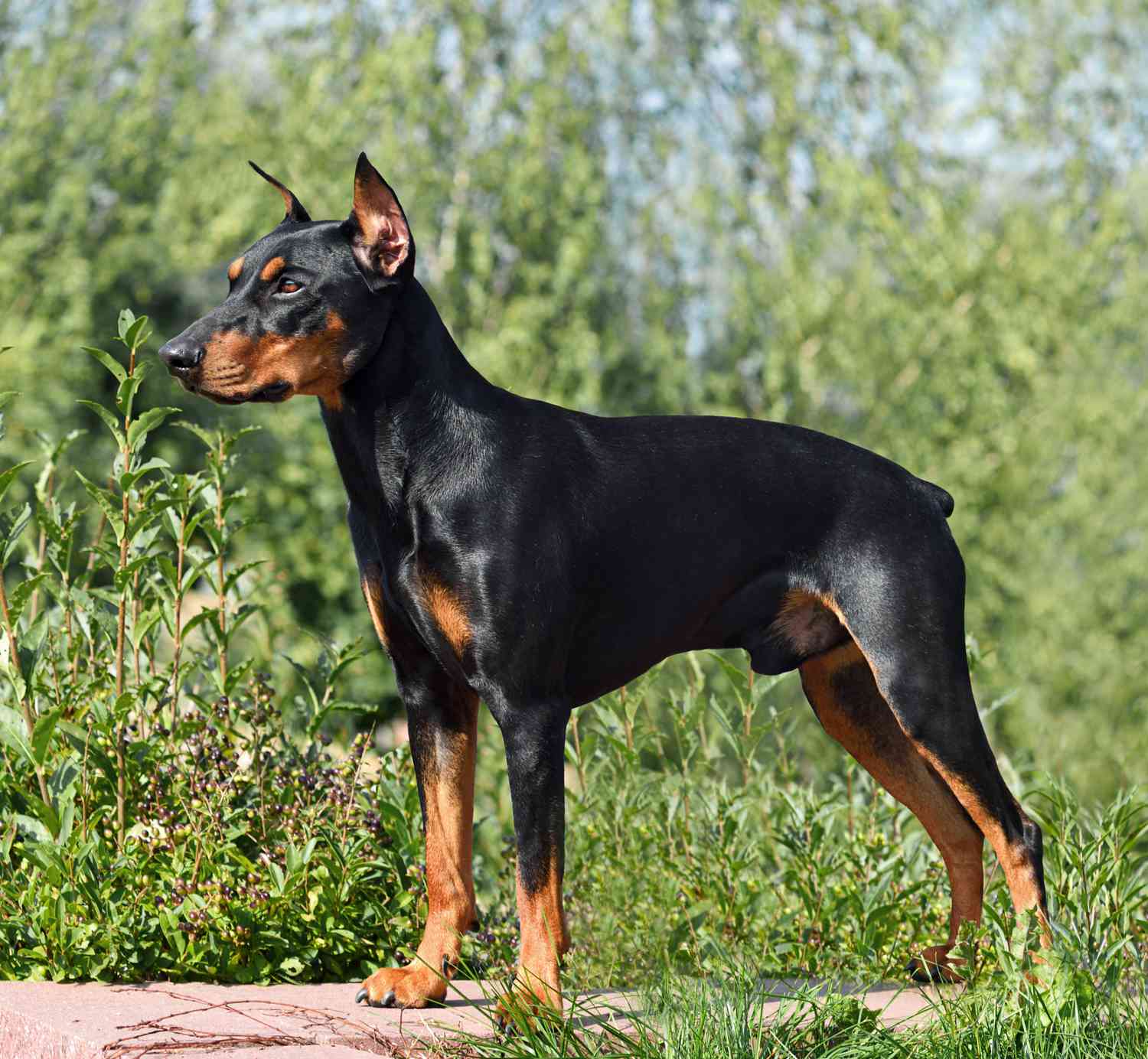 德国小猎犬站在外面