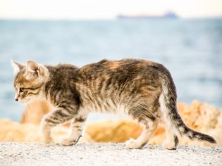 走猫