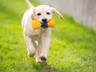 拉布拉多犬带着玩具奔跑