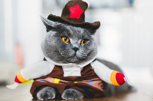 穿着滑稽服装的英国短毛猫