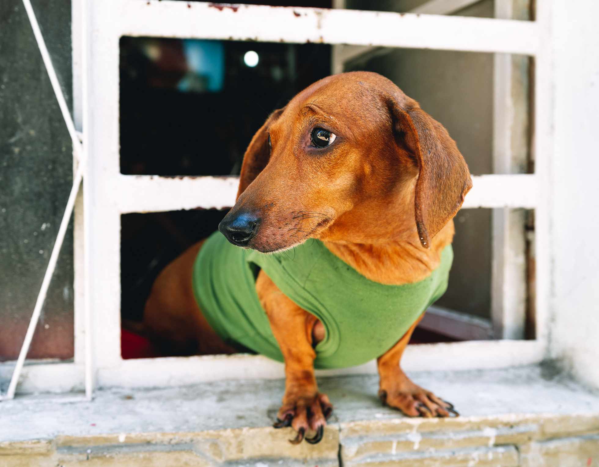 一只棕色的腊肠犬探出窗外。