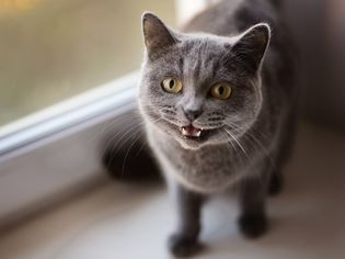 猫喵