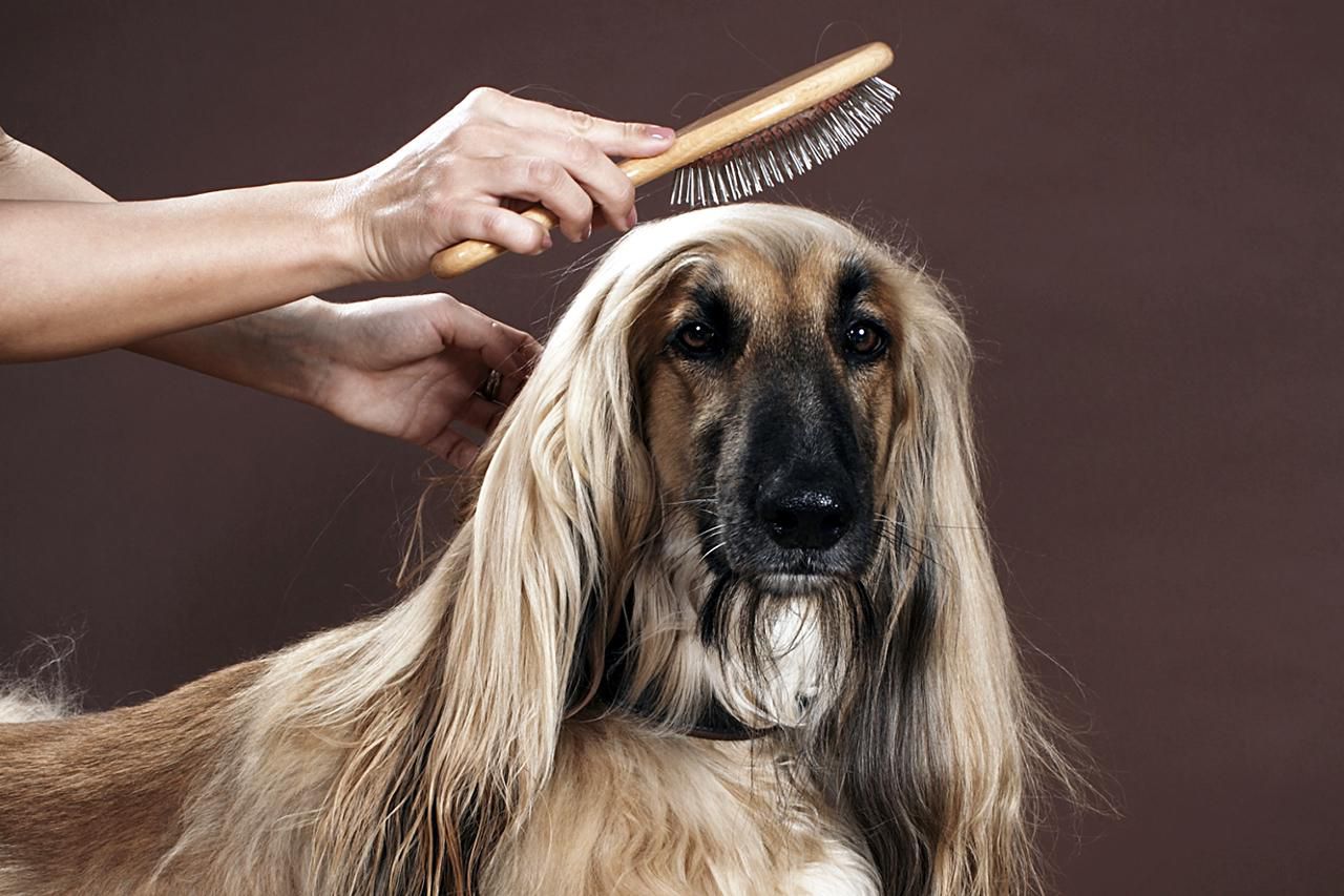 人刷阿富汗猎犬的头发在工作室，视图狗