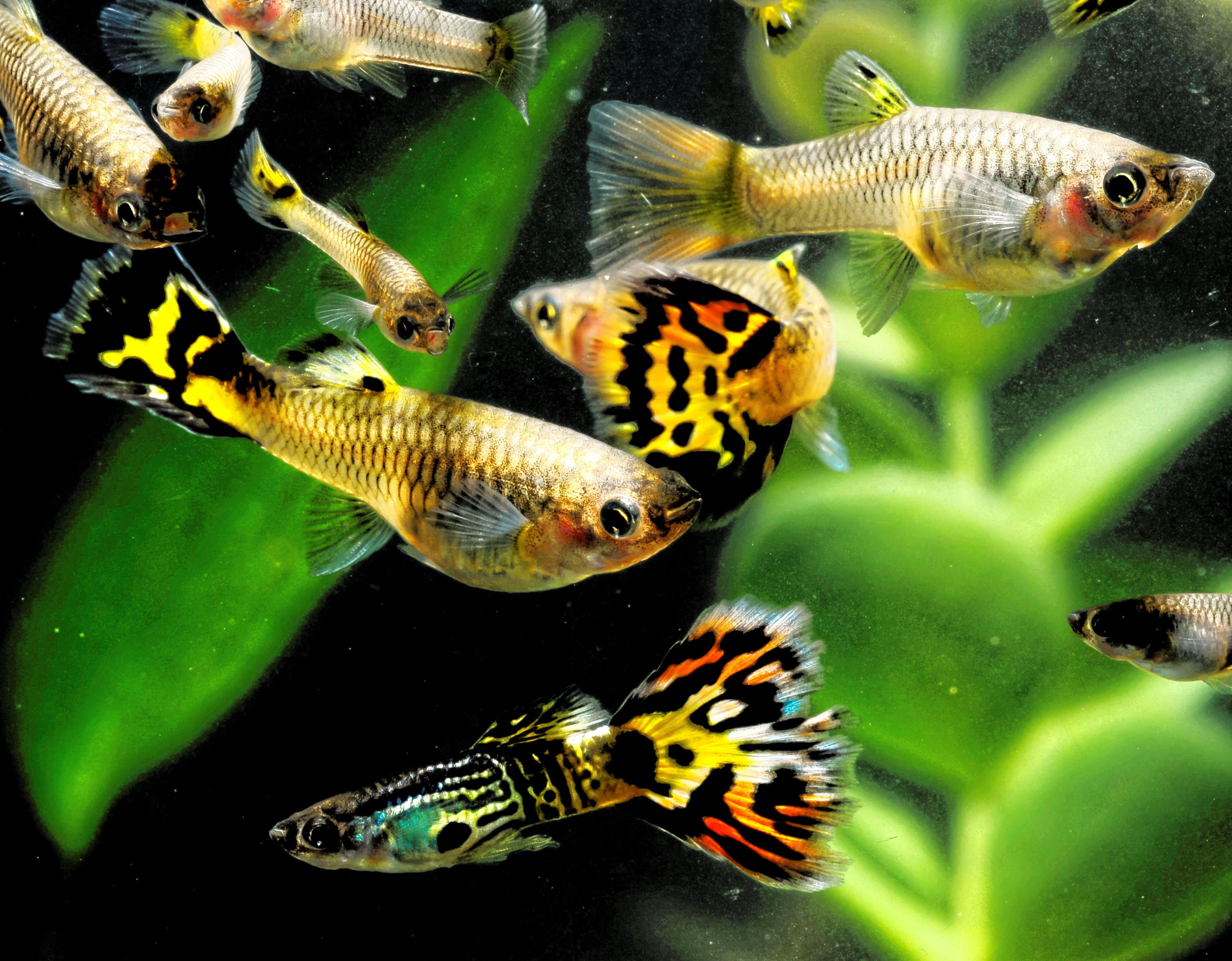 Male and female guppies in a planted aquarium