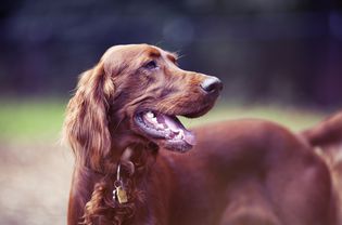 红色爱尔兰塞特犬微笑