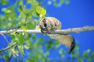 加拿大阿尔伯塔省中部，一只成年雌性北方鼯鼠(Glaucomys sabrinus)在哺育四只幼崽时，意外地从她的巢箱里吓了一跳