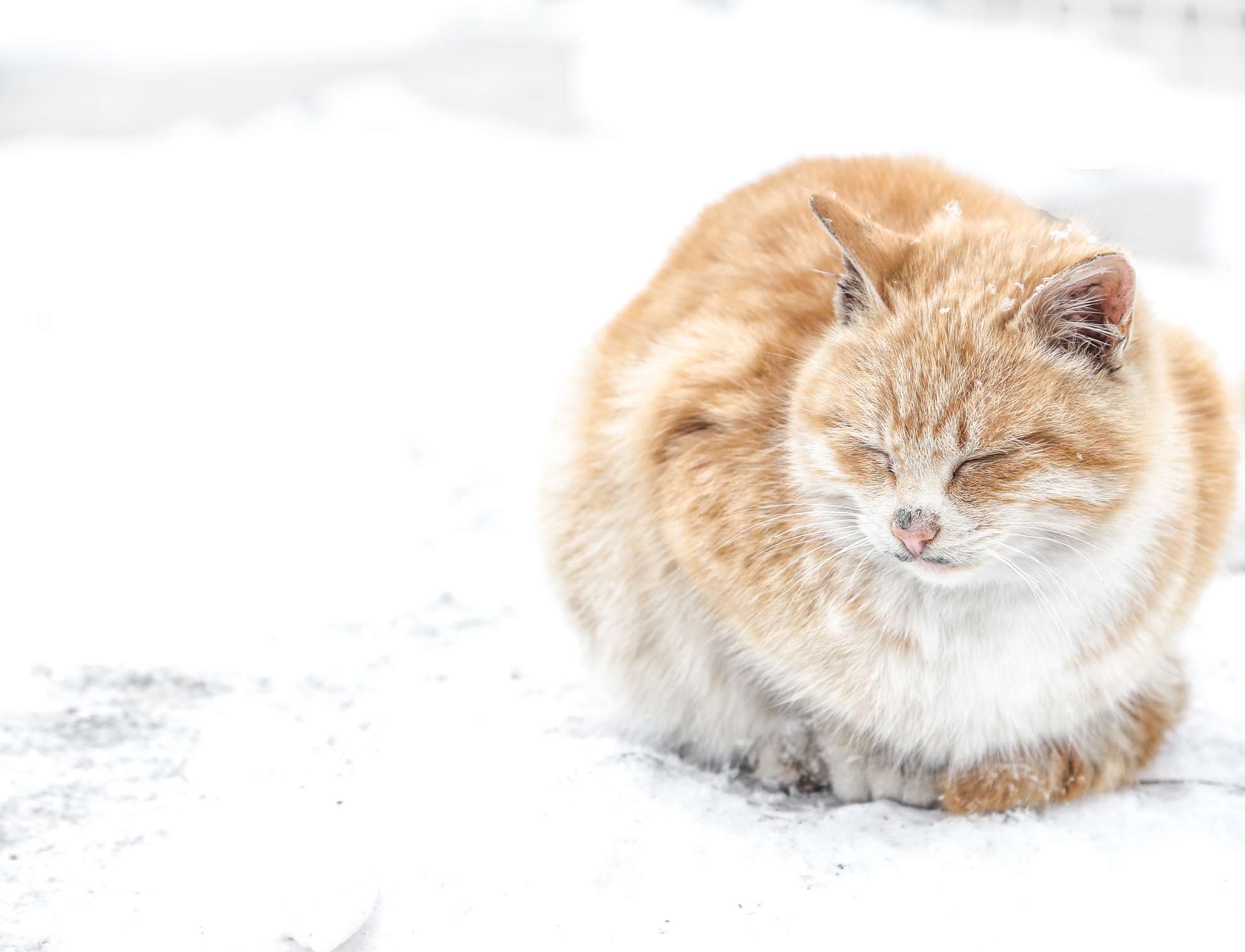 一只没有尾巴的橙色猫蜷缩在雪地里。