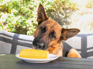 德国牧羊犬在德国的狗身上看到了两个穿着白色的棉布
