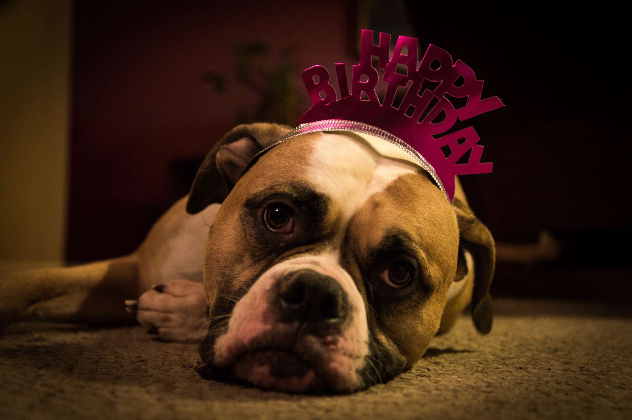 生日狗