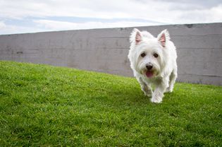 West Highland white terrier (Westie) walking on grass