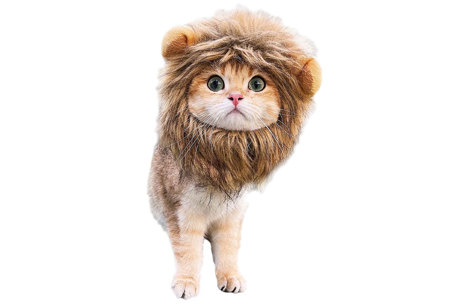 玫瑰生活狮子鬃毛假发的猫