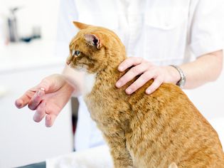 兽医给猫吃药丸
