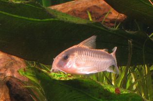 臭鼬科里