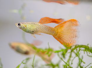 银斑点孔雀鱼，黄色和橙色鳞片
