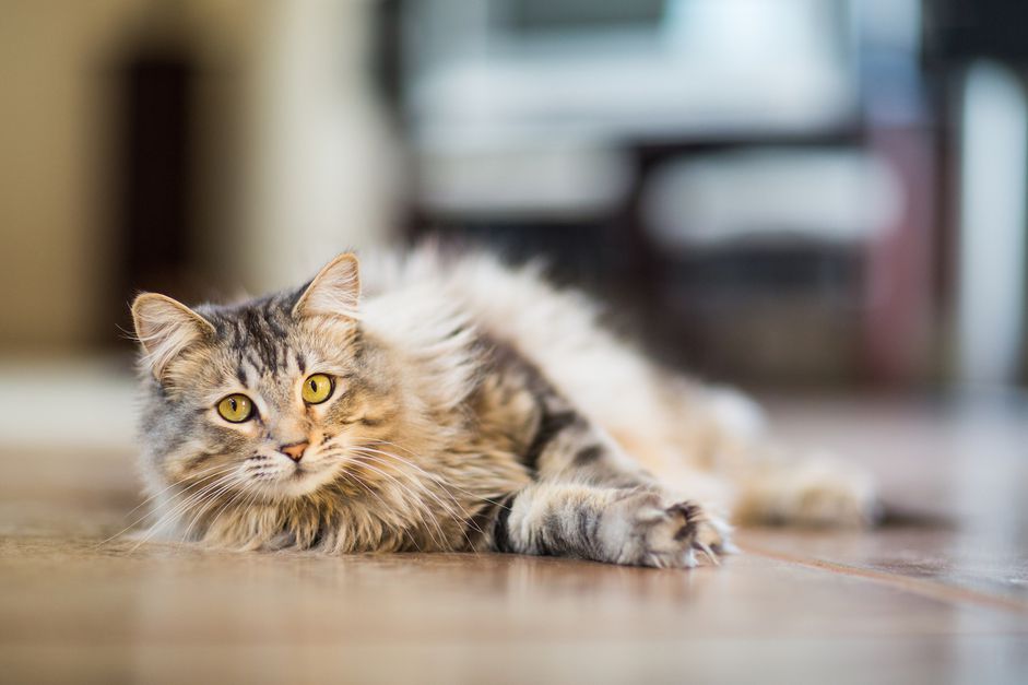 猫躺在地板上