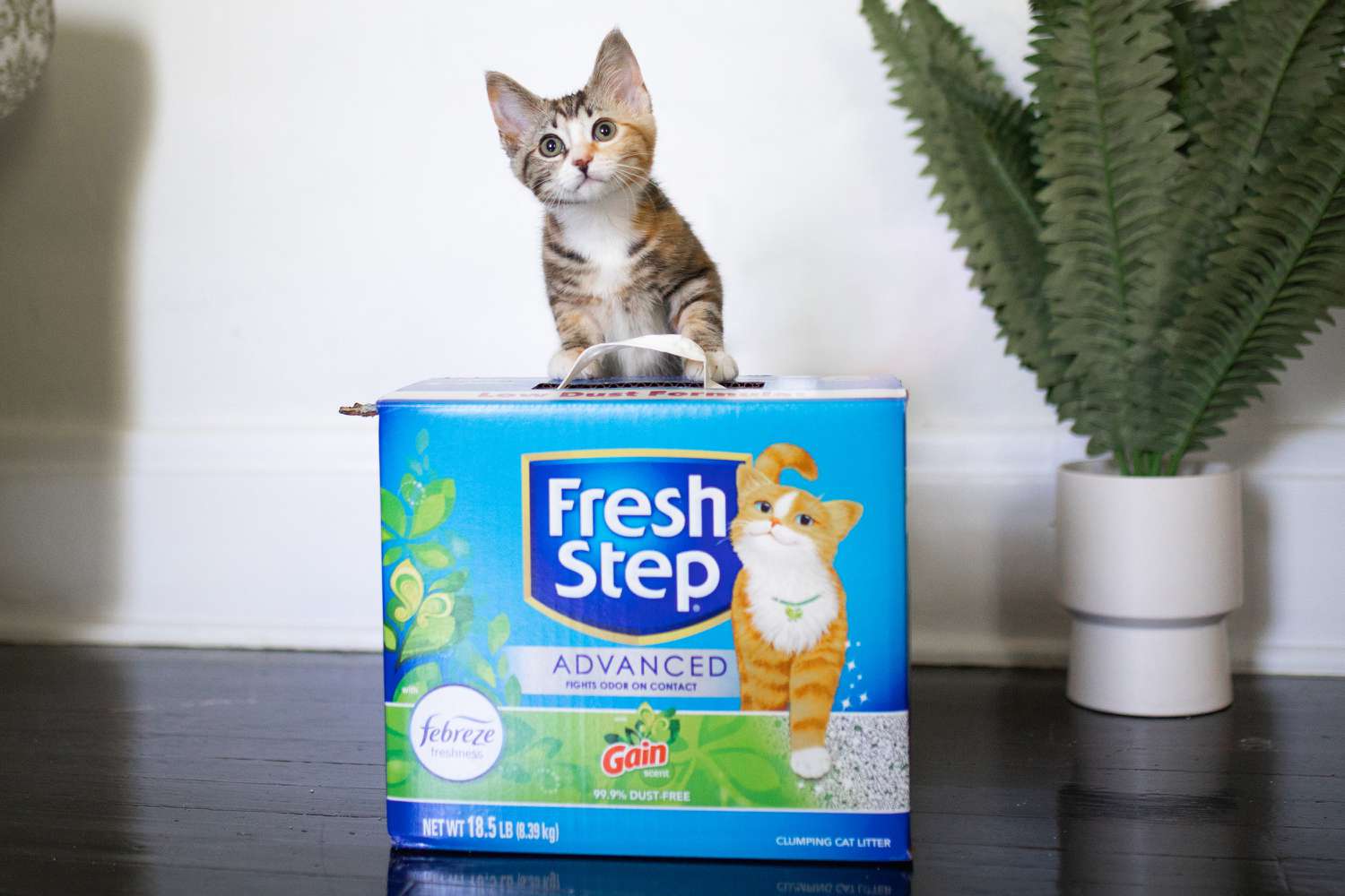 Fresh Step Advanced Clumping Cat Litter Gain Scent