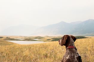 一只德国牧羊犬在山腰远足
