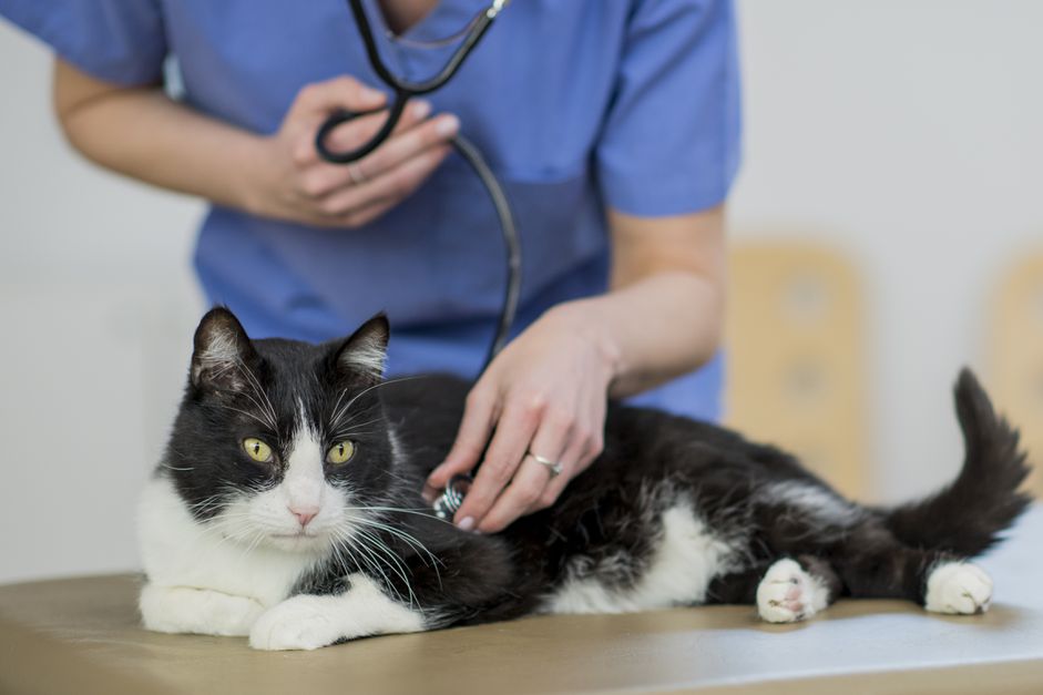 猫动脉血栓栓塞或猫鞍状血栓