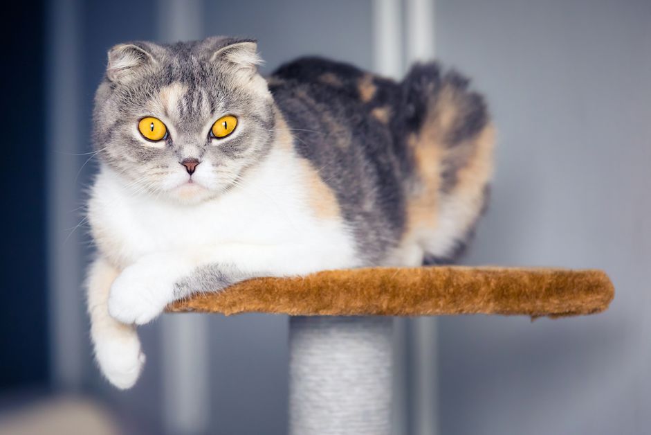 一只猫坐在猫树上，看着镜头。