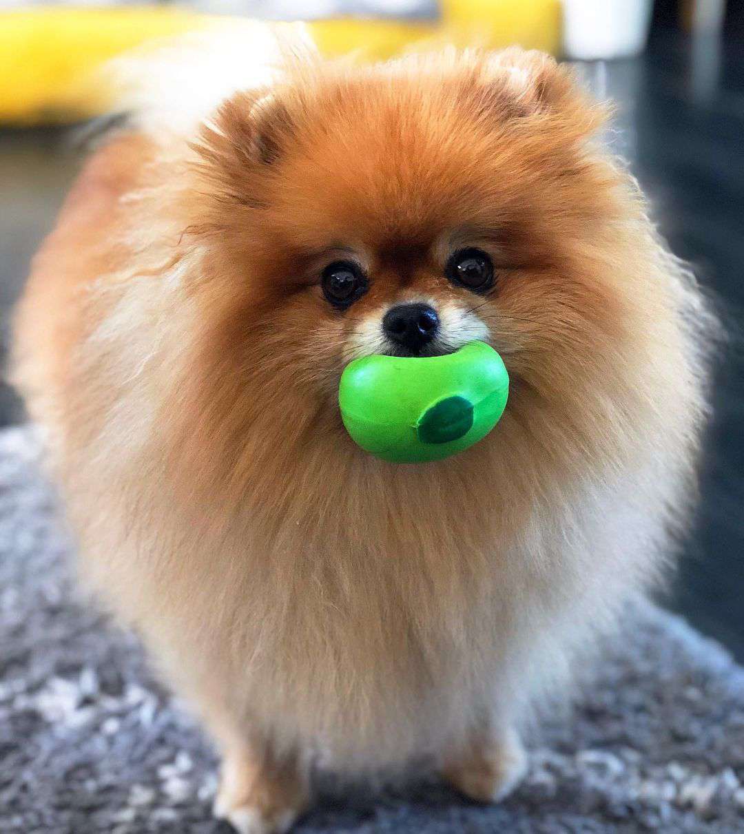 一只毛茸茸的棕褐色博美犬，嘴里叼着一个绿色的球。