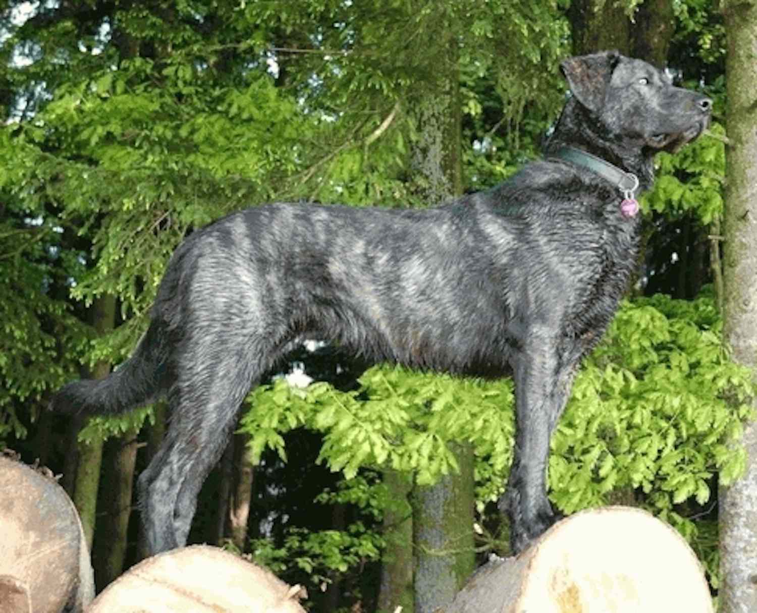 葡萄牙牛犬
