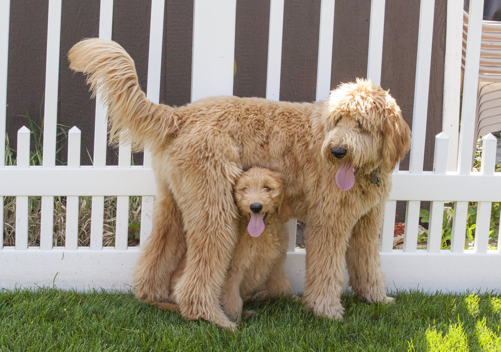 Goldendoodle adult and puppy