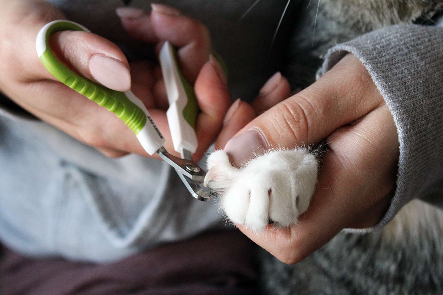 闪亮的宠物指甲钳