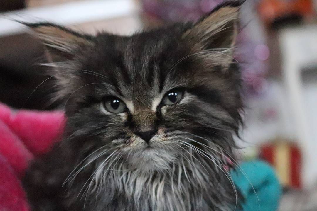 缅因州小猫闪亮的眼睛