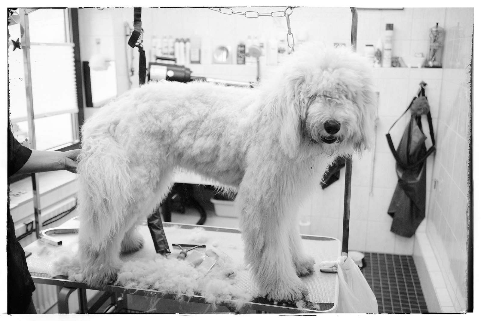 goldendoodle狗
