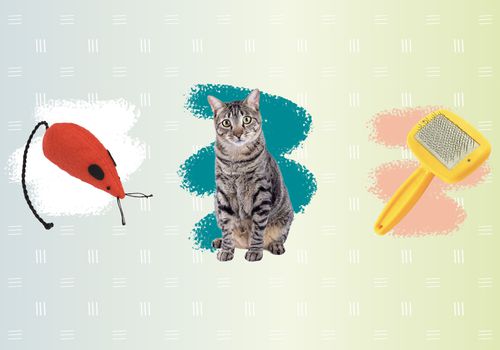 猫猫，猫和小天使的手