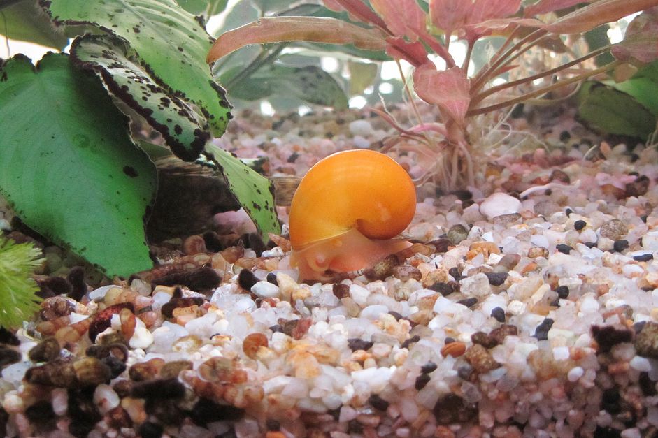 水族馆蜗牛