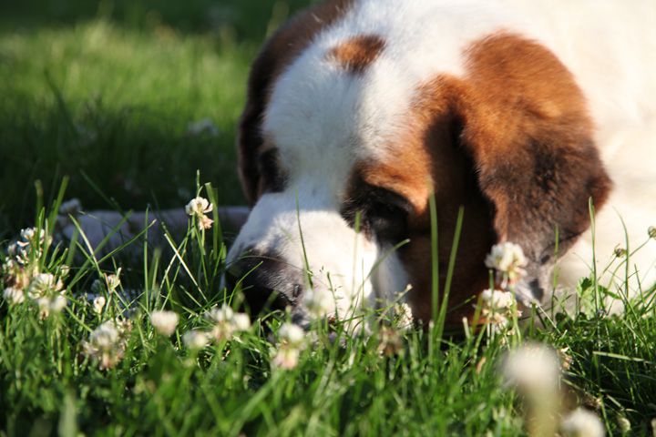 圣伯纳犬种