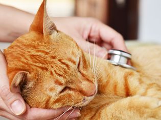 痛苦的猫