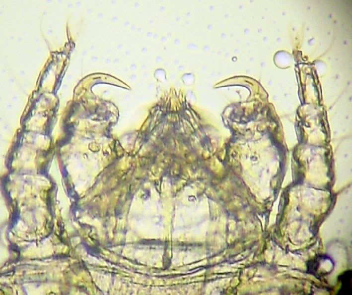 cheyletiella