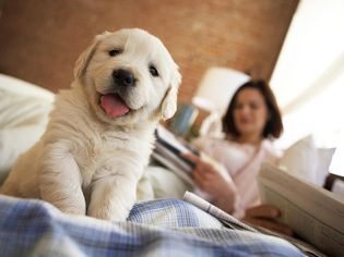 金毛猎犬小狗