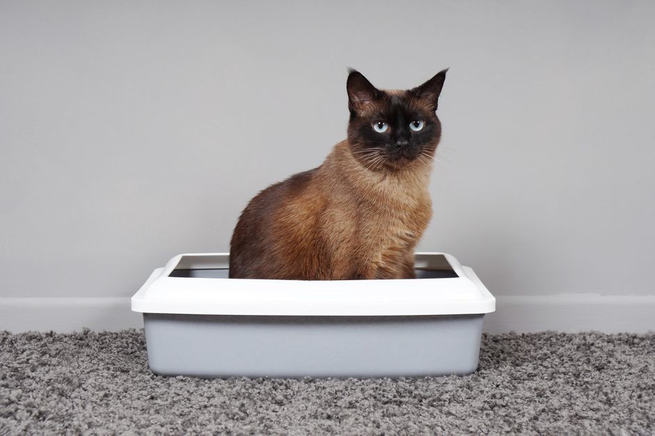 猫坐在猫砂盆里