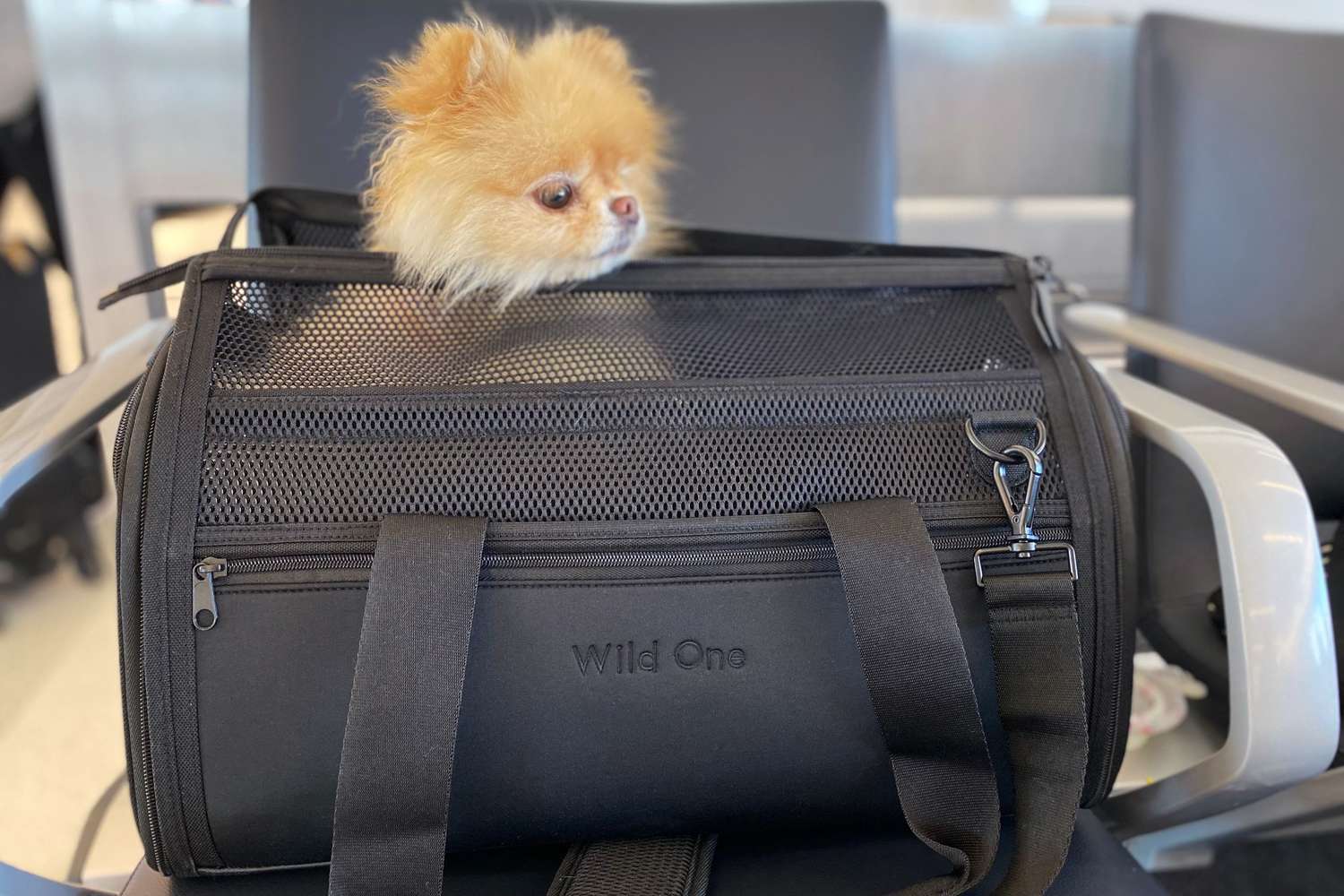 Wild One旅行航空公司