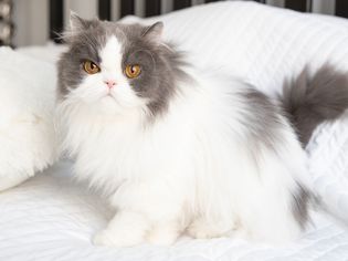 白色和灰色的波斯猫坐在白色床上特写